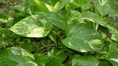 Hojas acorazonadas de Philodendron hederaceum