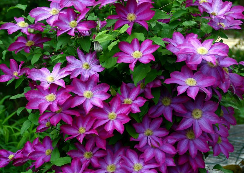 Clematis