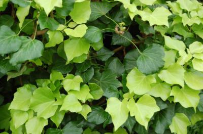 Hoja dorada de Hedera helix Buttercup