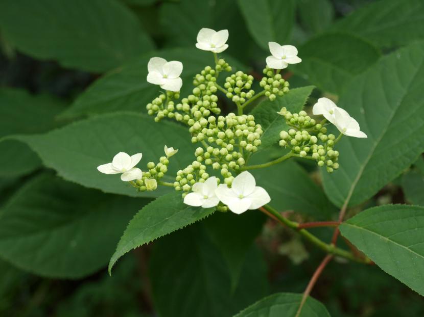 Hortensia