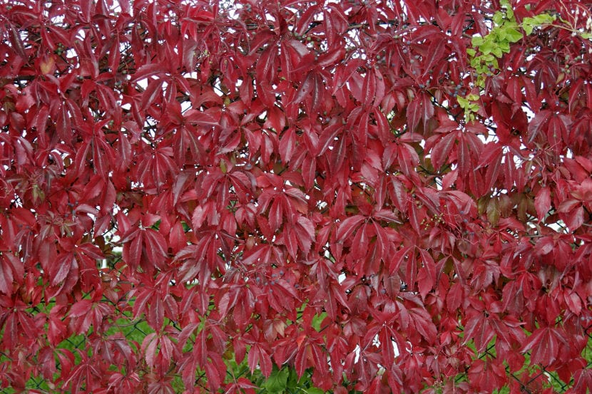 Parthenocissus quinquefolia cubriendo un muro