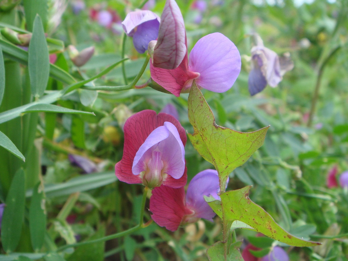 Lathyrus clymenum: la almorta silvestre en el jardín