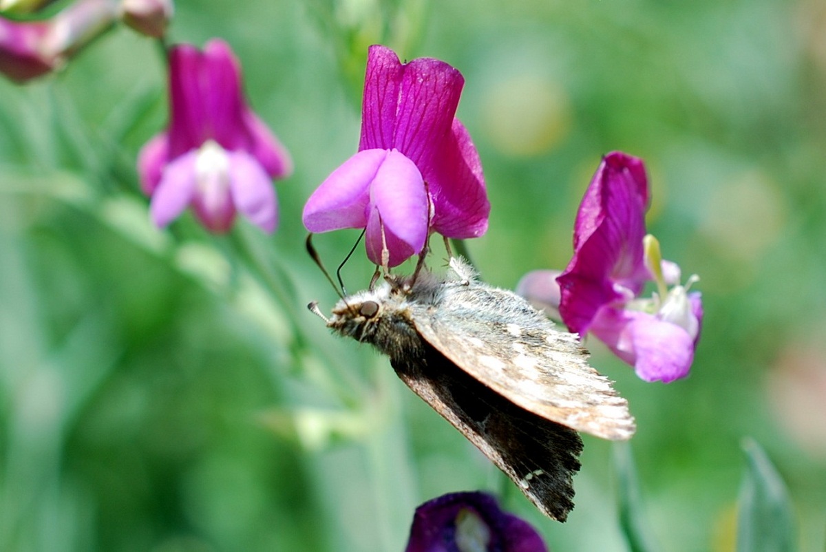 mariposa posada en una flor de la Lathyrus clymenum
