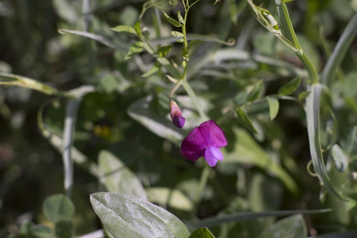 una flor abierta de un color morado de la planta llamada Lathyrus clymenum