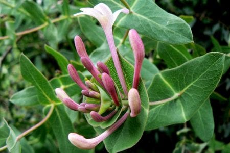 Hojas soldadas y flores de Lonicera implexa