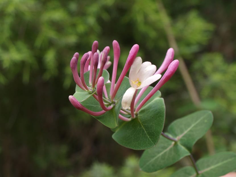 Lonicera implexa, la madreselva mediterránea de hoja soldada