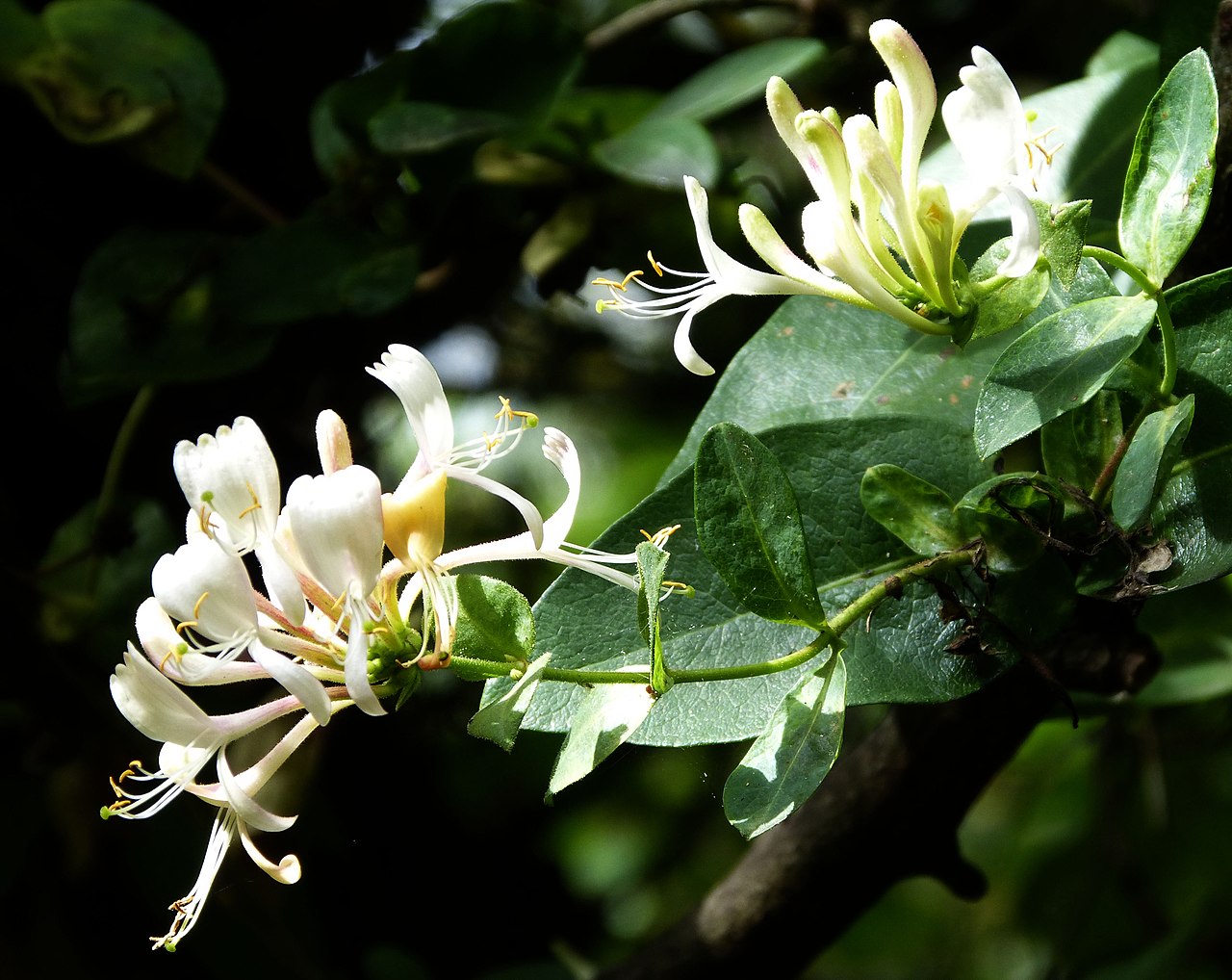 Lonicera periclymenum: la madreselva atlántica en jardín