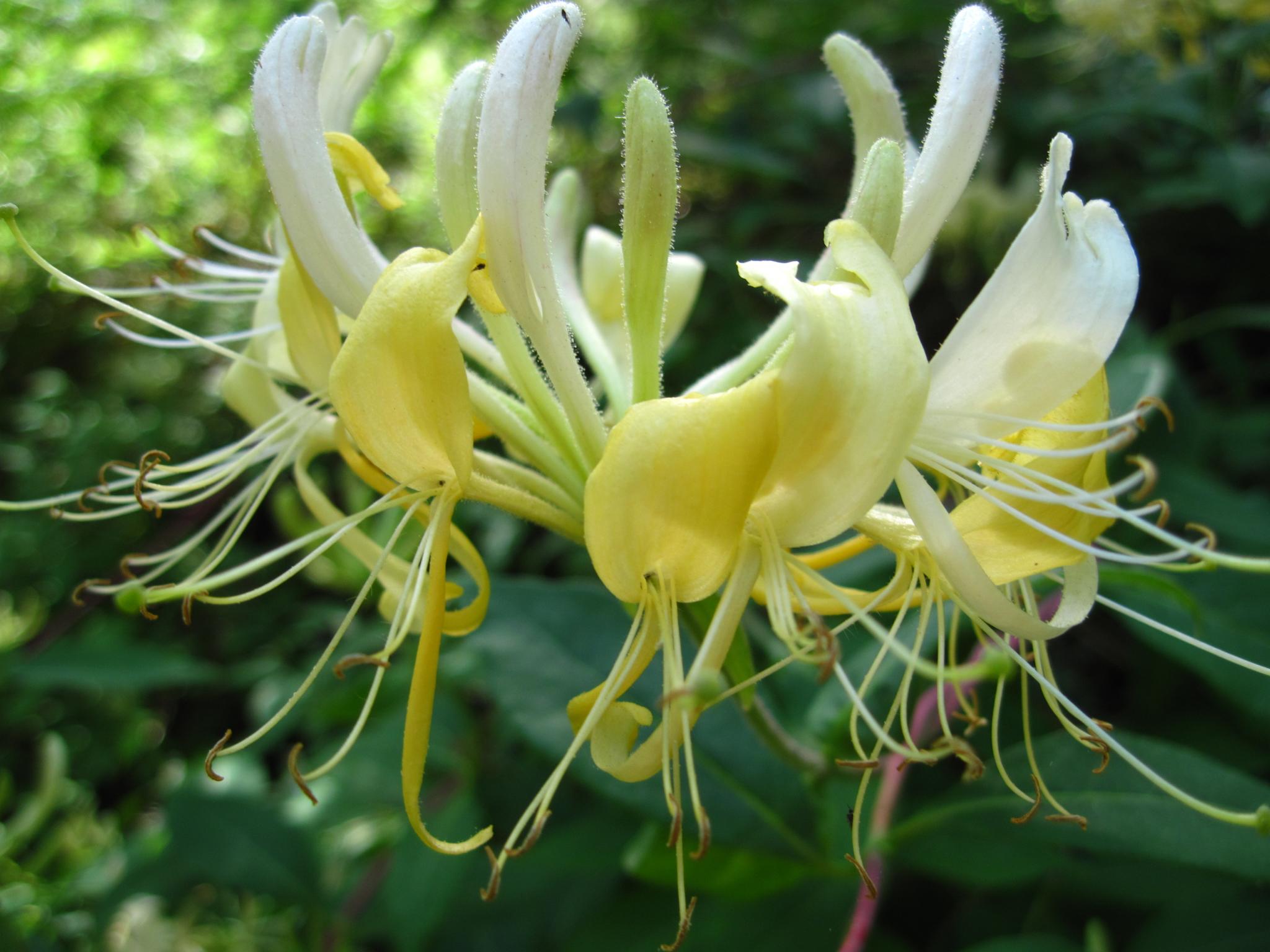 La flor de la madreselva de los bosques es amarillenta