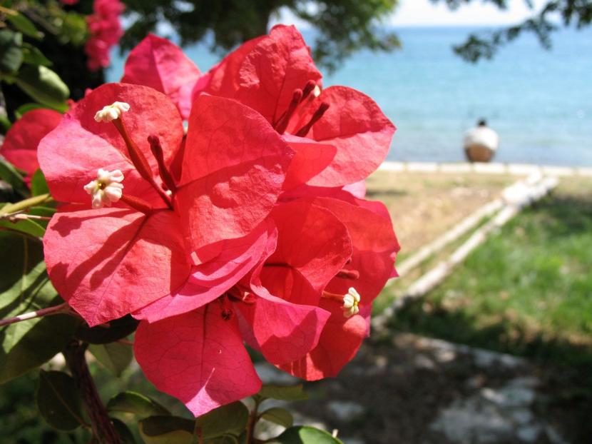 Bougainvillea glabra