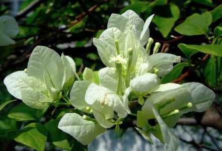 Buganvilla blanca en flor