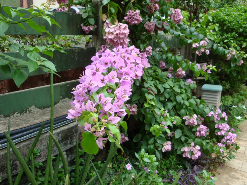 Buganvilla rosa