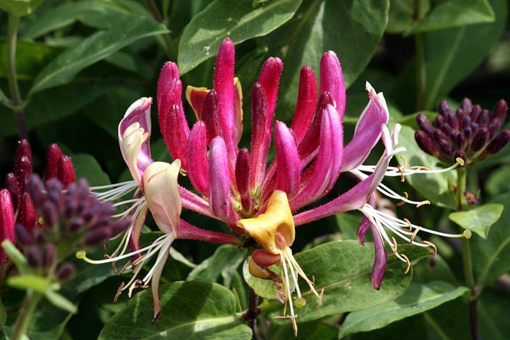 Madreselva (Lonicera): la flor hecha para la noche