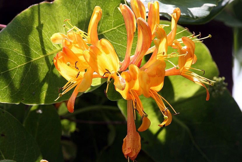 Madreselva flor naranja