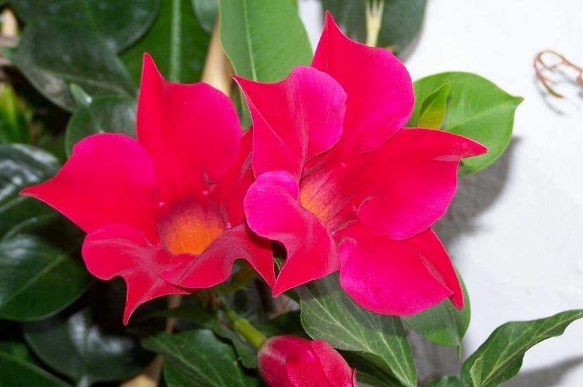 dos flores rojas de la planta trepadora Mandevilla sanderi