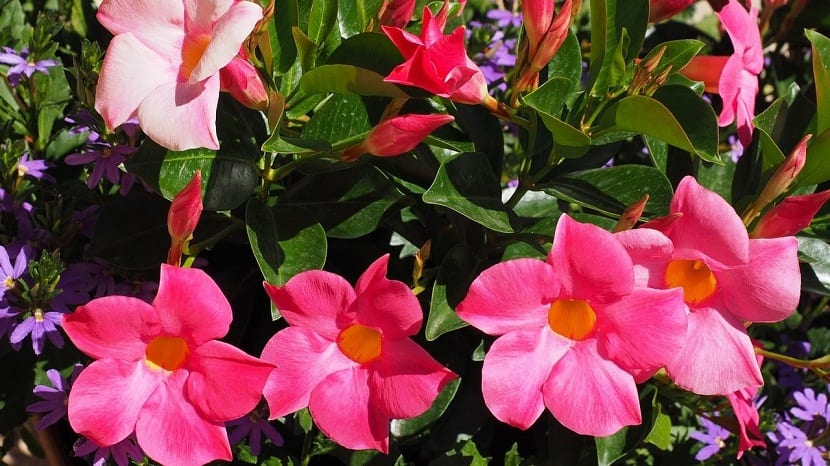 flores grandes y de color rojo-rosado