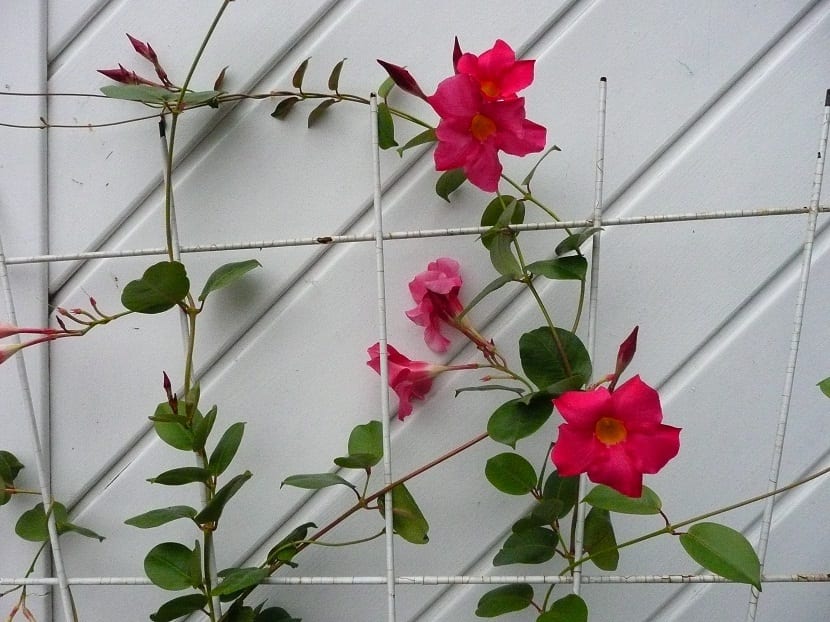 planta trepadora con flores rojas