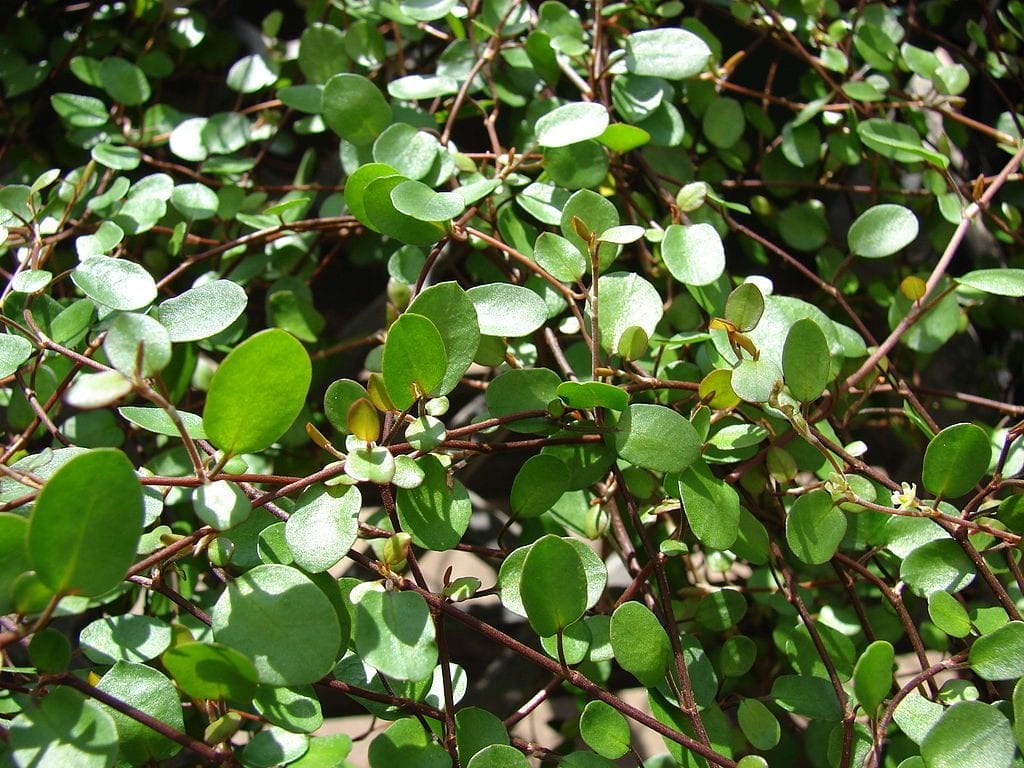 Muehlenbeckia complexa, una planta cubresuelos