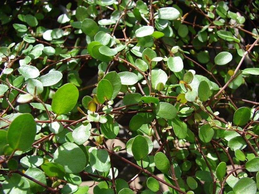 Masa densa de tallos y hojas de Muehlenbeckia complexa