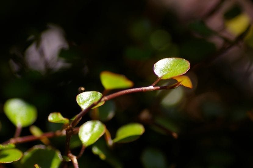Hojas pequeñas y redondeadas de Muehlenbeckia