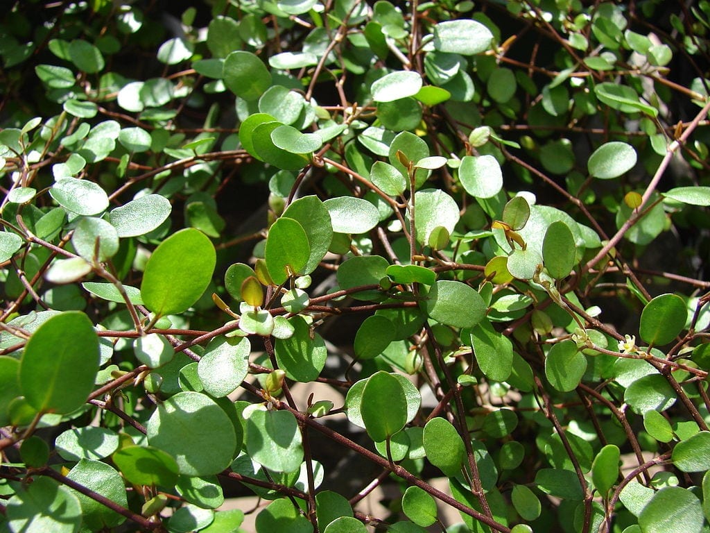 Muehlenbeckia complexa, la mata de alambre para figuras