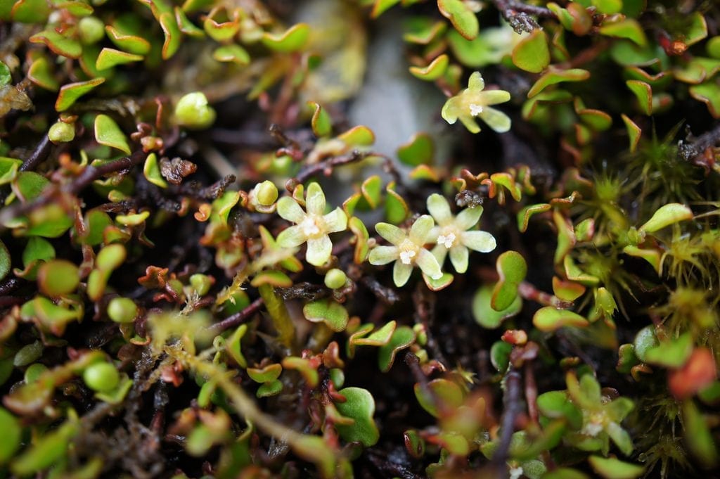 Las flores de la Muehlenbeckia son pequeñas
