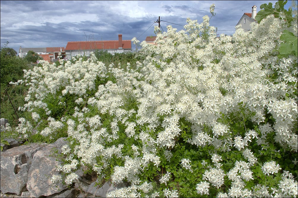 Muermera (Clematis flammula), la clemátide ibérica
