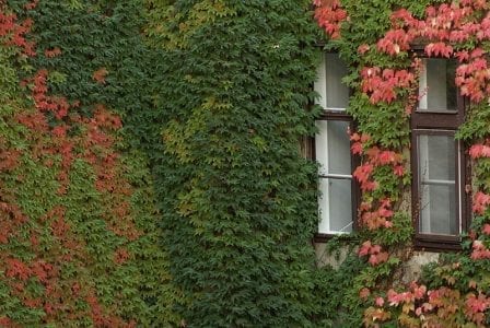 Parthenocissus tricuspidata cubriendo una fachada