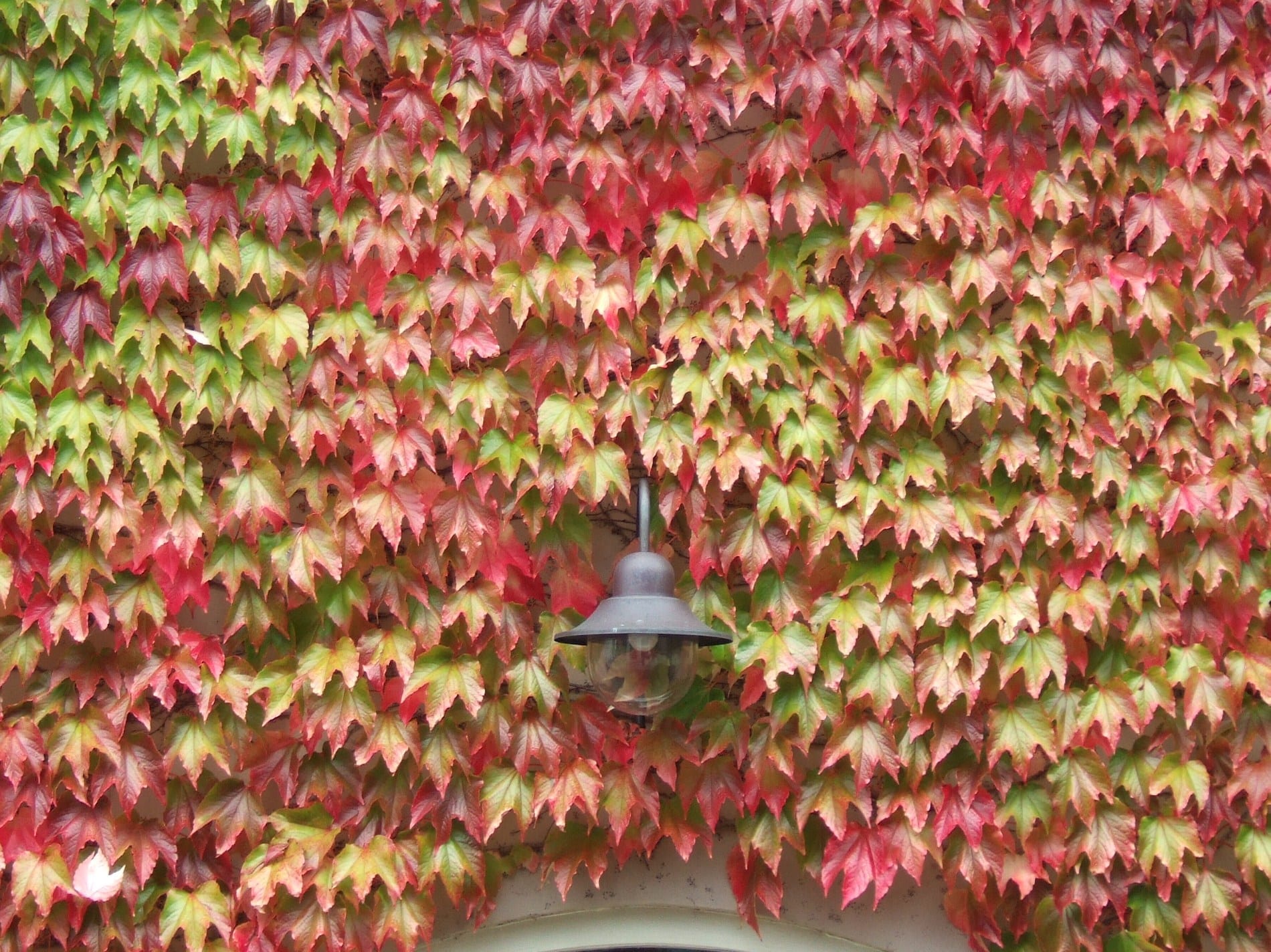 Parthenocissus tricuspidata: la ventosa que la pega al muro