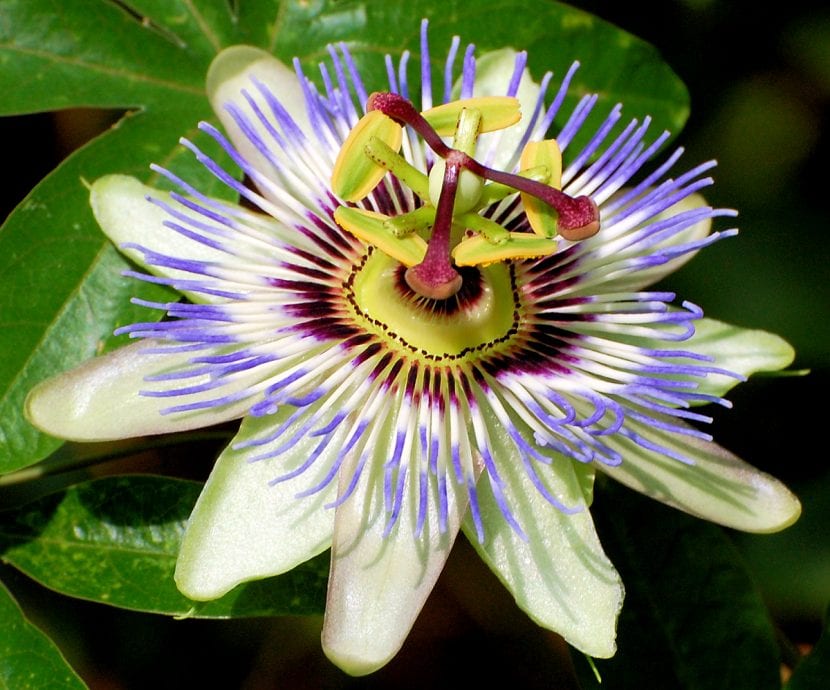 Passiflora caerulea