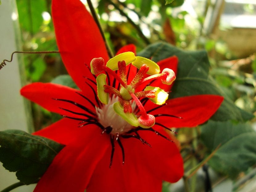 Passiflora miniata