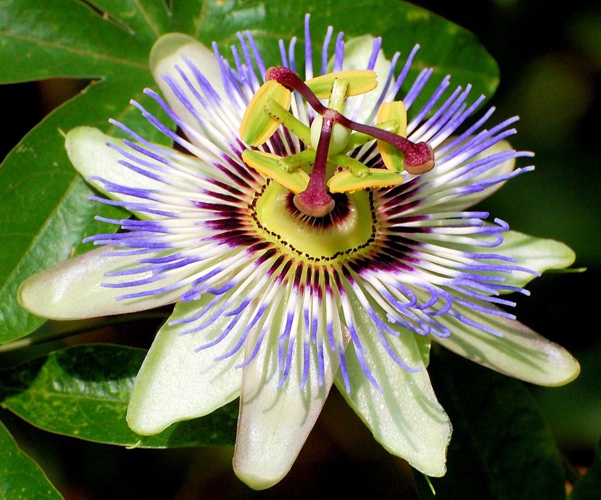 Pasiflora: el fruto y qué hay de cierto en sus propiedades