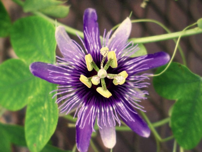 Passiflora amethystina