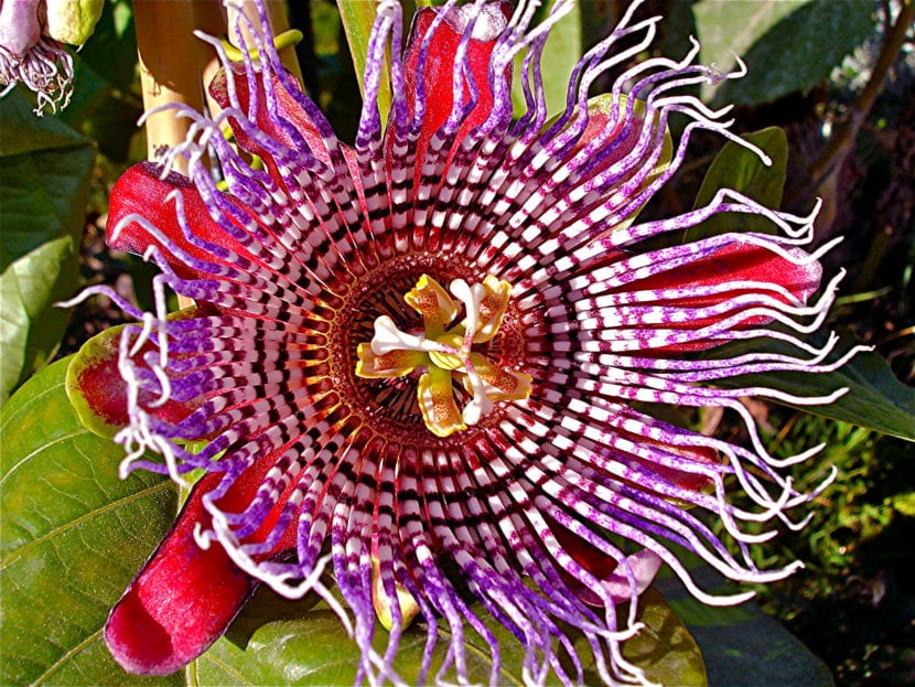 Passiflora x decaisneana, una especie muy rara pero muy decorativa