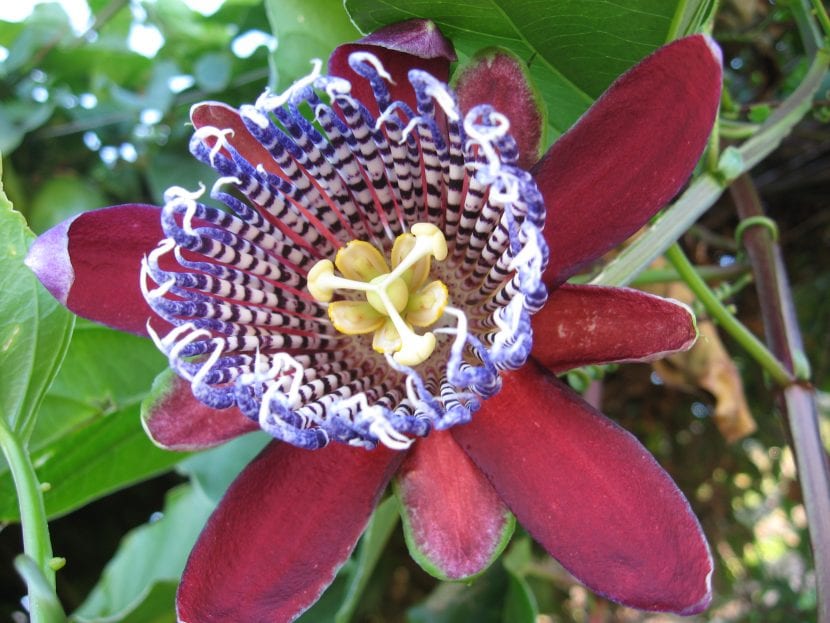 Passiflora alata, una de las especies más queridas