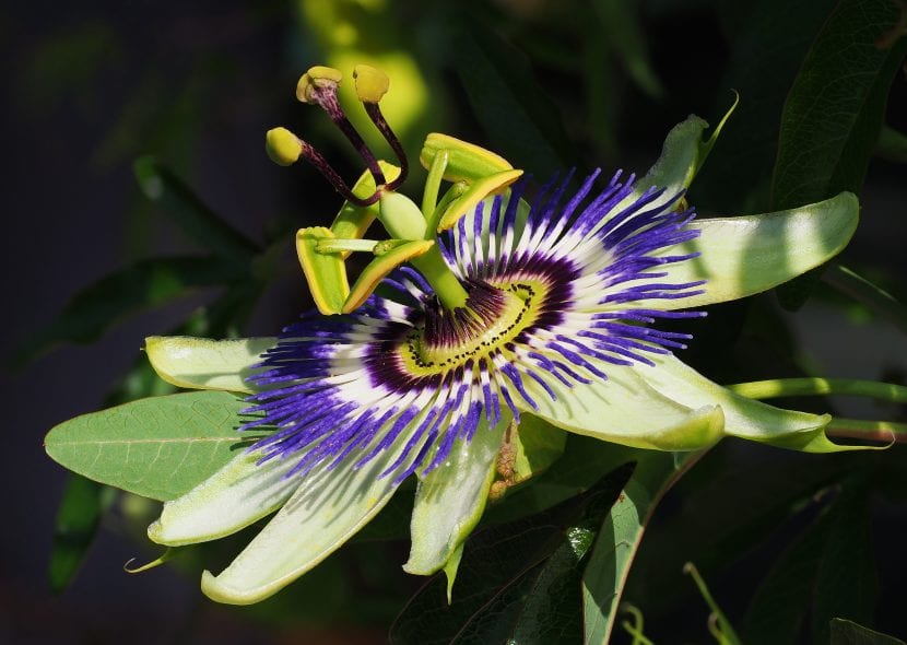 Passiflora caerulea, la especie más popular