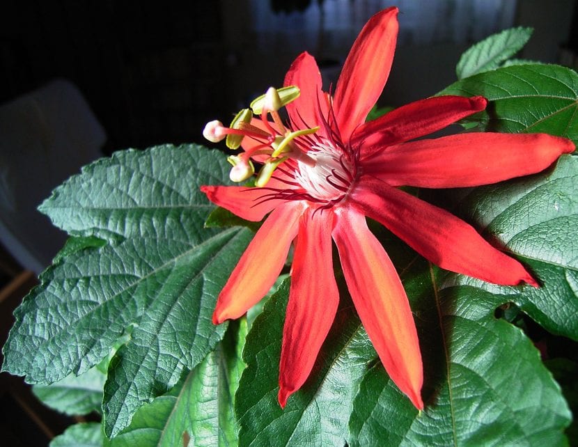 Passiflora vitifolia, una planta de hojas grandes y flores rojas