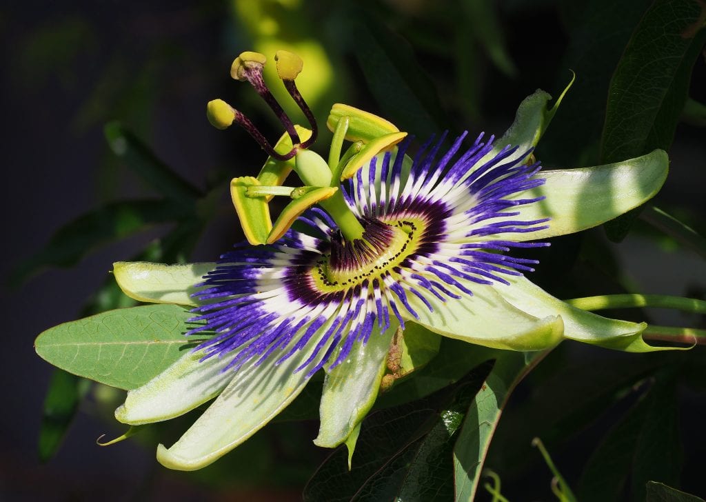 Passiflora: la flor de la Pasión, símbolo y mecánica