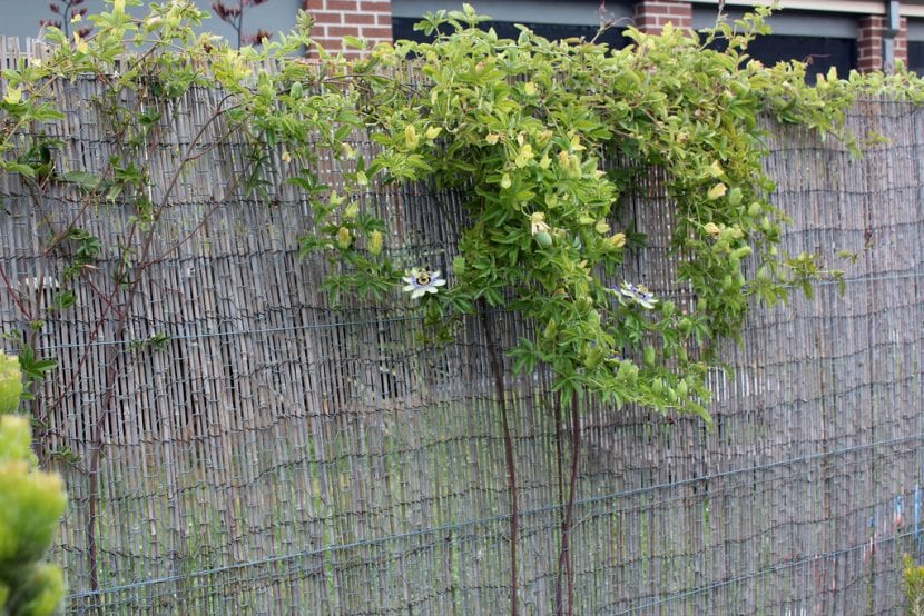 Utiliza tu Passiflora para cubrir paredes o muros