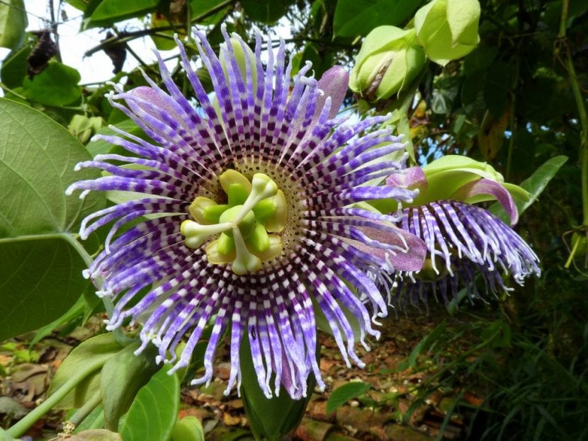 Flor de la Passiflora ligularis, una trepadora muy decorativa