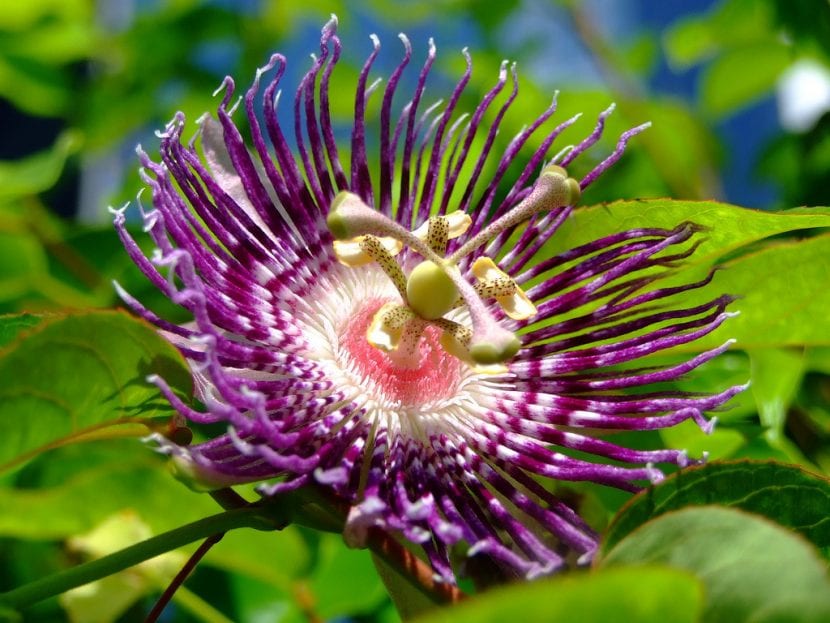 Flor de la Passiflora 'Soi Fah'