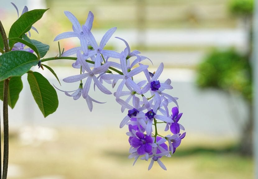 Vista de las flores de Petrea
