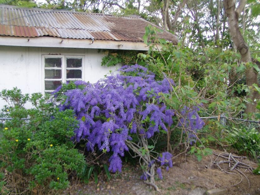Petrea
