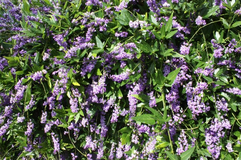 Vista de una Hardenbergia