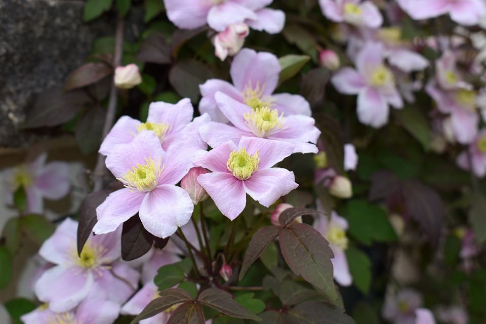 Plantas trepadoras con flor: calendario de febrero a noviembre