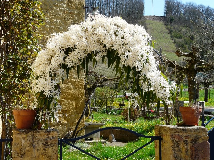 Clematis armandii