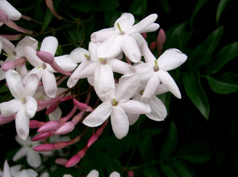 Flores de Jasminum polyanthum