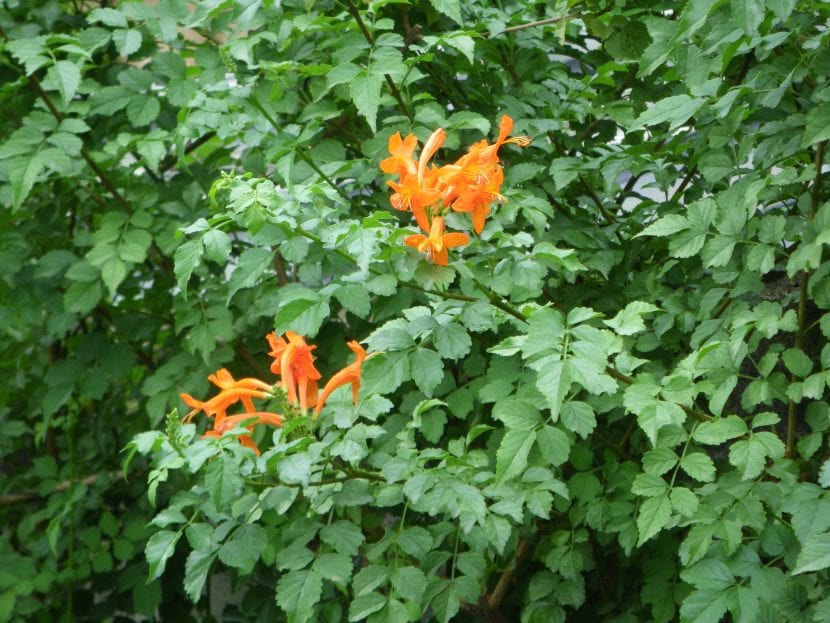 Tecomaria capensis