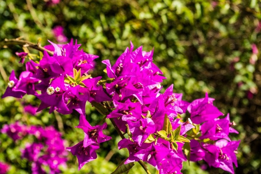 Las buganvilla produce muchas flores