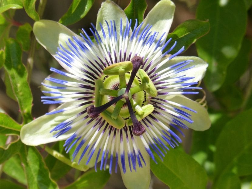 Vista de una Passiflora caerulea