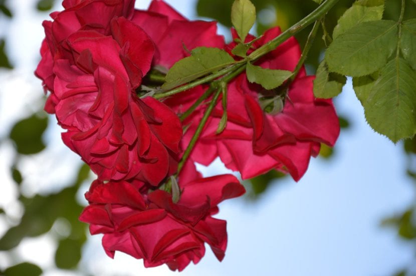 Flores del rosal trepador
